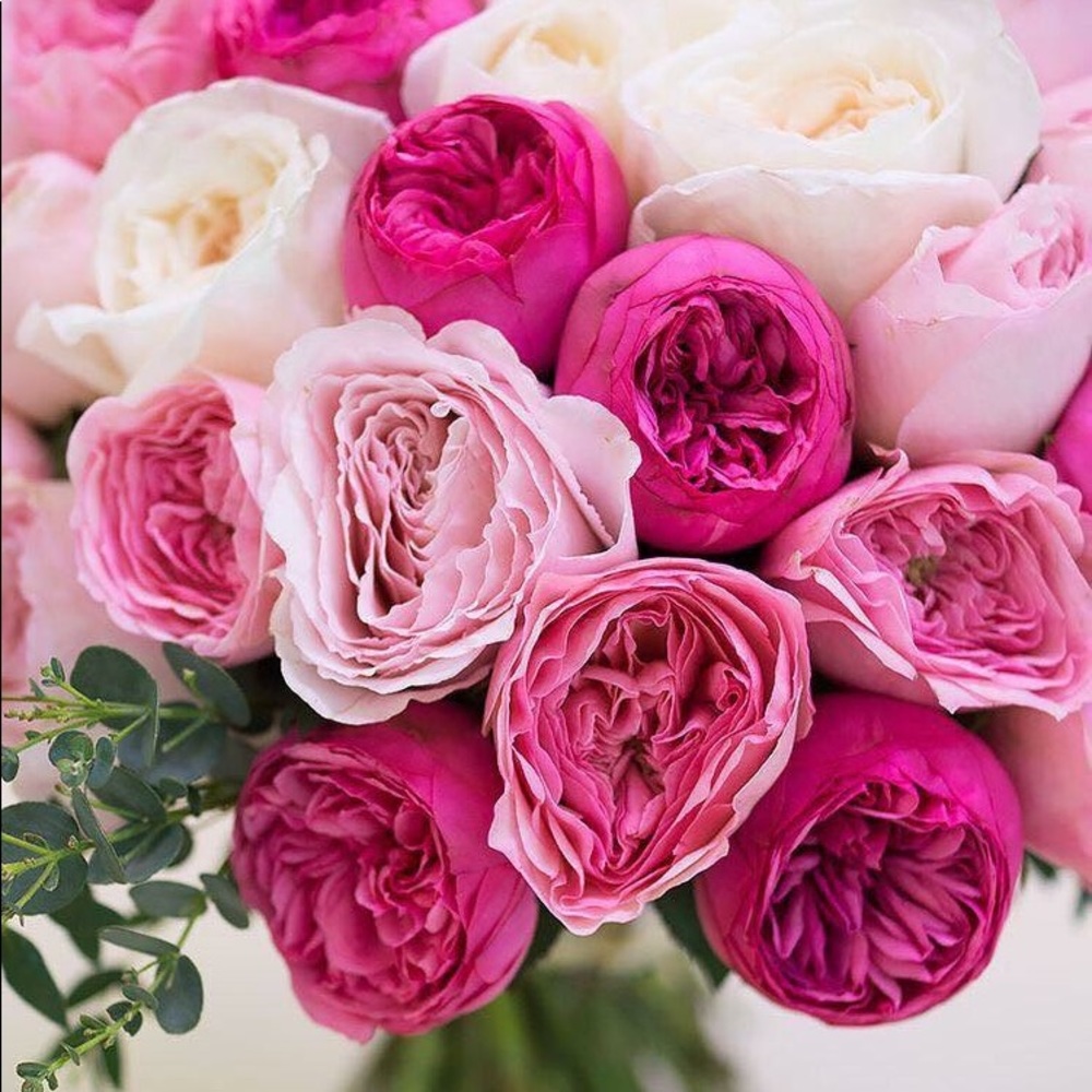 Meet your Posher, Vanne